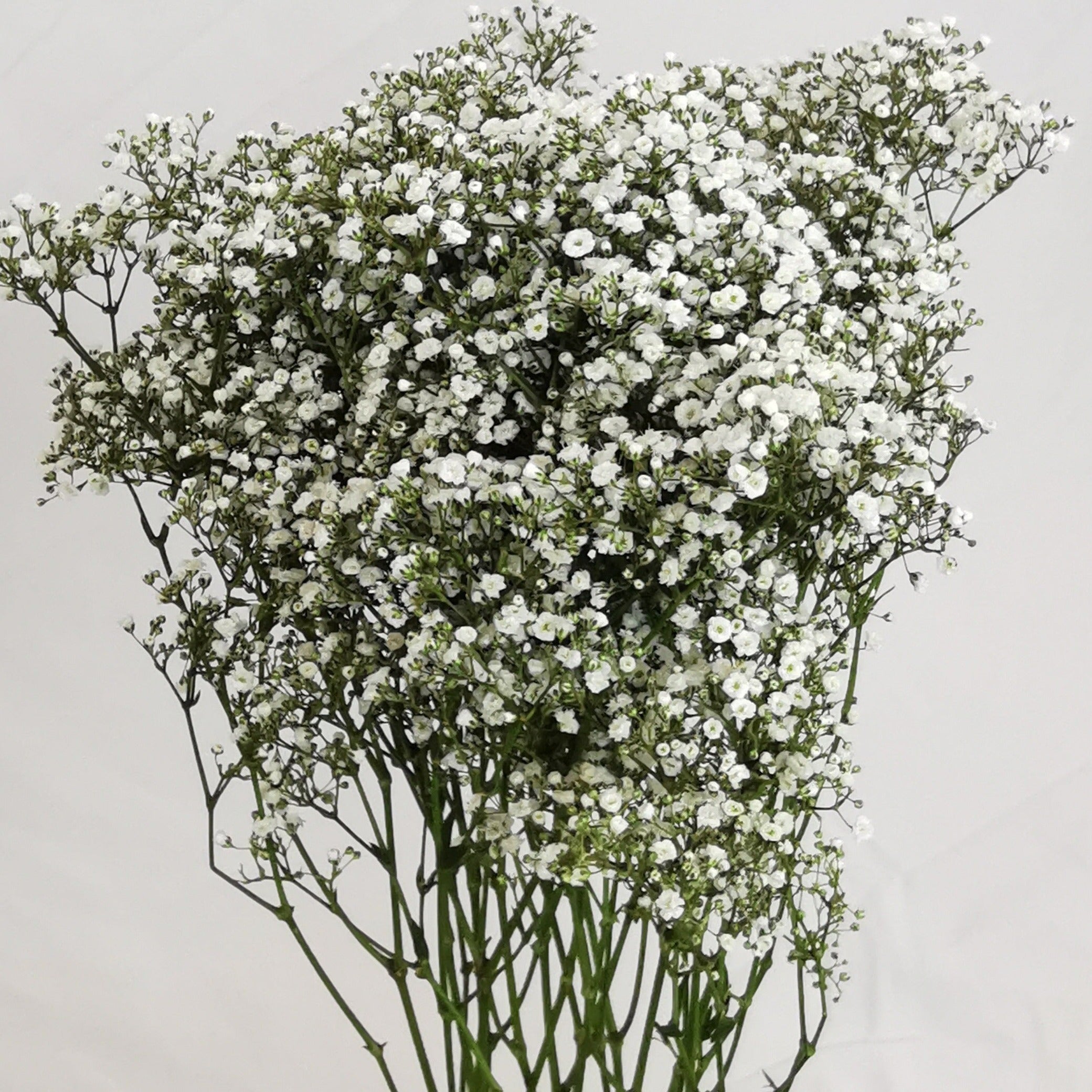 Babys Breath (Gypsophila Excellence)